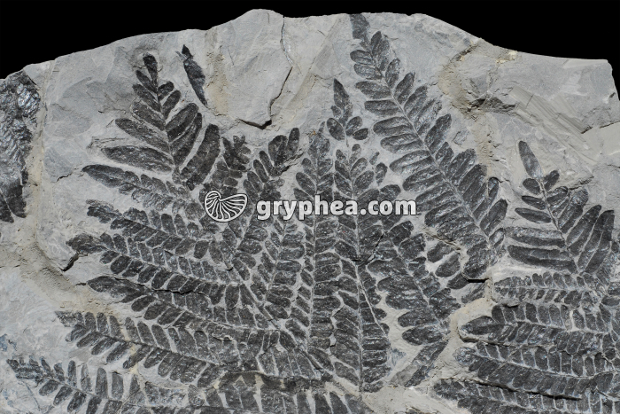 Fougère fossile - gryphea.org